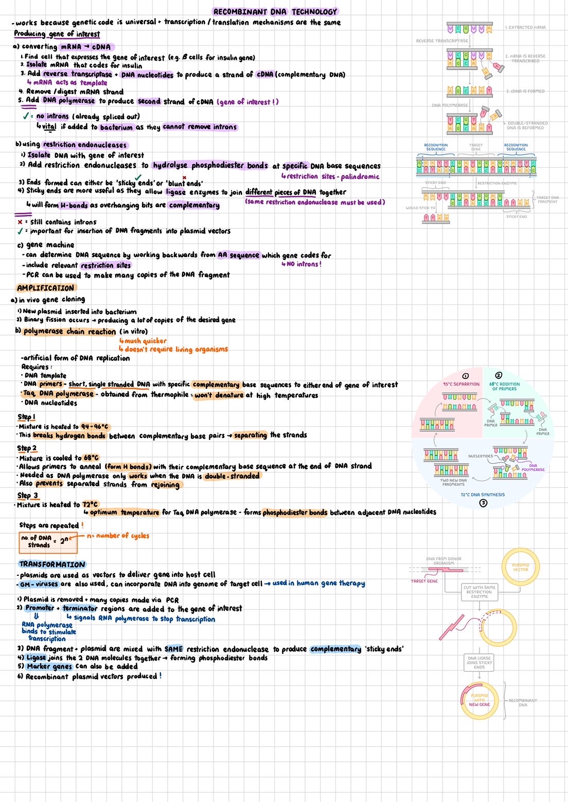 A-Level Biology notes